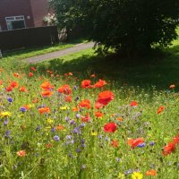 Friends of Redhorn Gardens (@pauljupp8) 's Twitter Profile