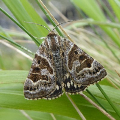 Conservationist. Hillwalker. County Moth Recorder for Argyll and Kintyre. All views my own.