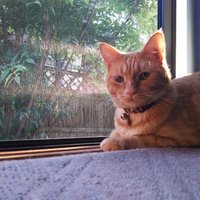 猫屋🐱 (@skn_ya_kaeru) Twitter profile photo