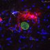 Riccomagno Lab (@riccomagnol) Twitter profile photo Riccomagno Lab (@riccomagnol) Twitter profile photo