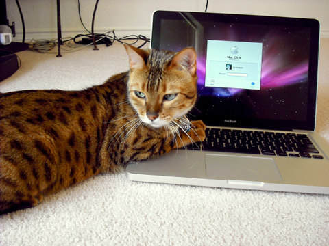 SawyerOSX's profile picture. 