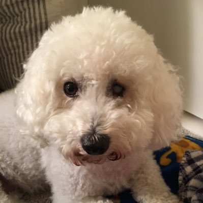 SplainThis1Lucy's profile picture. 