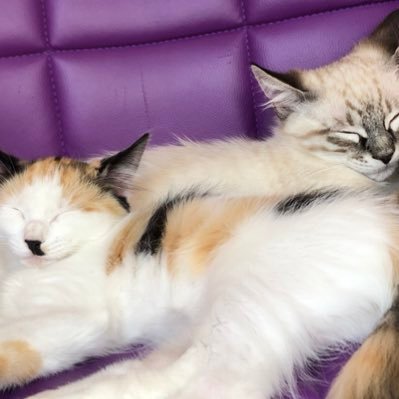wi awr too litle kitys,,,.., am smol;:., varey smoochaybul.,,:;,, ATTACKE