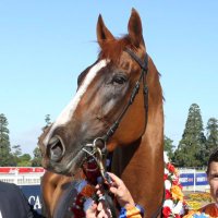 Te Akau Shark (@teakaushark) 's Twitter Profile