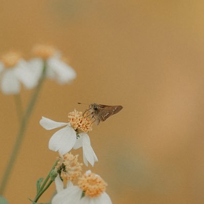 Esse feed é para divulgar meu blog https://t.co/oYza2IUFzD O jardim da Mariposa, que tem conteúdo de ArteTerapia, Psicologia Clínica, Filosofia e Educação.