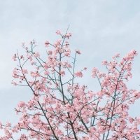 pinky_light (@rose_shii) Twitter profile photo