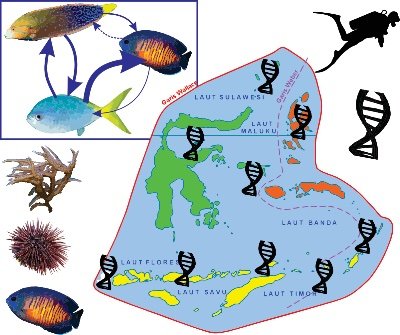 #NERCWallacea project evaluating ecological networks on coral reefs with visual census and eDNA data across the Wallacea region