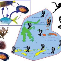 WallaceaReefs (@wallaceareefs) 's Twitter Profile Photo