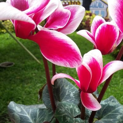 CuidadorPositi1's profile picture. Somos un grupo de profesionales dedicados al cuidado y atención del adulto mayor en el campo deb la salud.