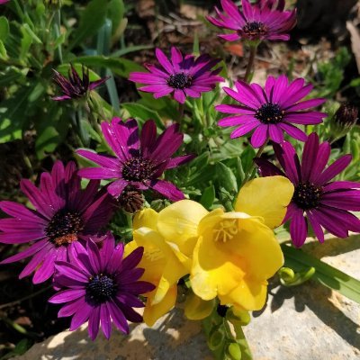 VSCHNEPF's profile picture. 