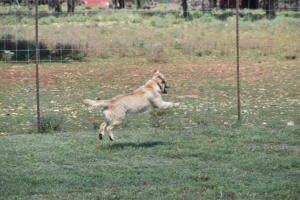 Big, beautiful, healthy golden retrievers