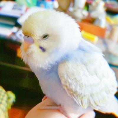 🔮伞水母さんのプロフィール画像