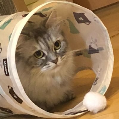hyilagi1's profile picture. オラ仕事なんて嫌だ。HIPHOPで生きていくだ