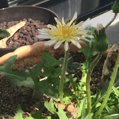 GMzariincectAA's profile picture. 大阪に居てます ほぼポケモンGO