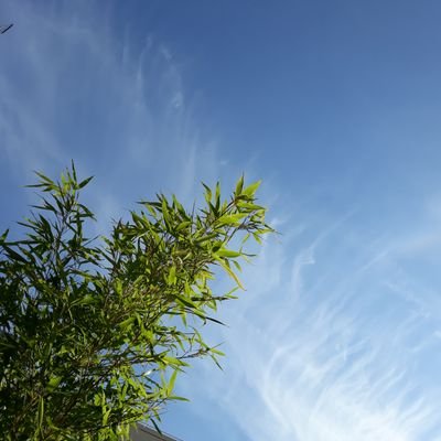 just1truc's profile picture. 