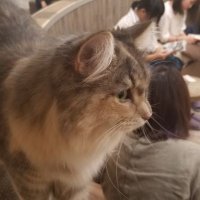 龍野獅獣 (@tukuba88) 's Twitter Profile