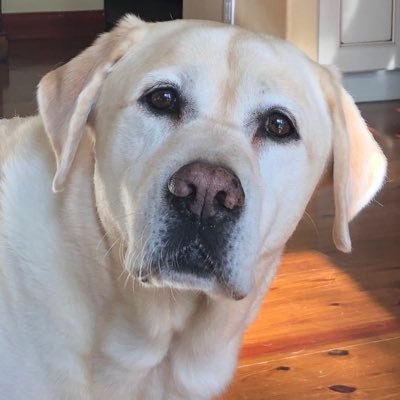 Comman_man3's profile picture. IFB!❌#Conservative. Trump Won!  God loving husband / father. Will fight to the death to save our country from tyranny, socialism & oppression! #ROLLTIDE