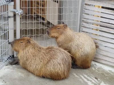 れいわ新選組を応援しています🐾 戦争への流れは、政治を変えないと止められない。公正で差別のない、平和な社会をつくりたい。