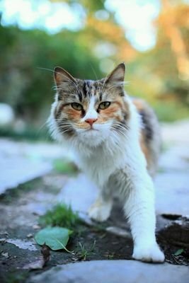 AzrulAz51855352's profile picture. drag