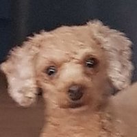 Davidtwice (@davidaoi1) 's Twitter Profile