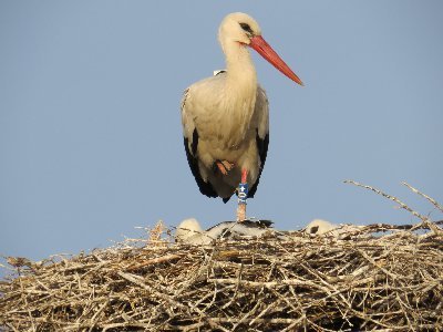 Studying the #MovementEcology of #WhiteStorks in Portugal. Based @CIBIO_InBIO