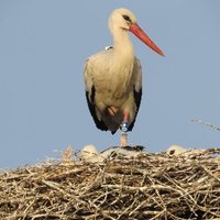 Birds On The Move (@birdsmove) 's Twitter Profile