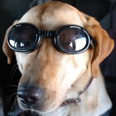 glmealli's profile picture. Al servizio della Repubblica - Sezione Compagnie di Ventura