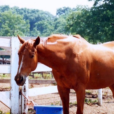 ARA,Proud Member of #ZSHQ #Yes2SAFE Our American Mustangs & Burros belong Wild & FREE! 🐎#StopTheRoundUps Account made in loving memory -My Great Red Mare~Smog