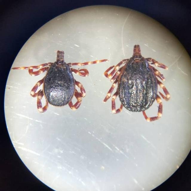 Surveillance and awareness on tick borne zoonoses.