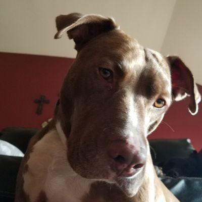 drphillystyle's profile picture. Dad, former gym bro and mma fighter. I enjoy exercise, bjj and making the world a better place.