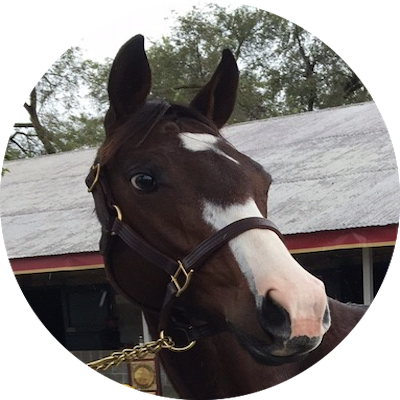 Multiple graded stakes winning thoroughbred stable. Header photo: Jezebel's Kitten winning 2019 Juvenile Fillies Stakes at Kentucky Downs by Coady Photography.