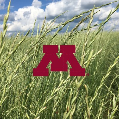All things Kernza and perennial agriculture; tweets coming to you from the University of Minnesota.