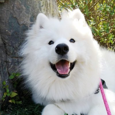 サモエドさくらとメインクーン Samoyedcoon Twitter