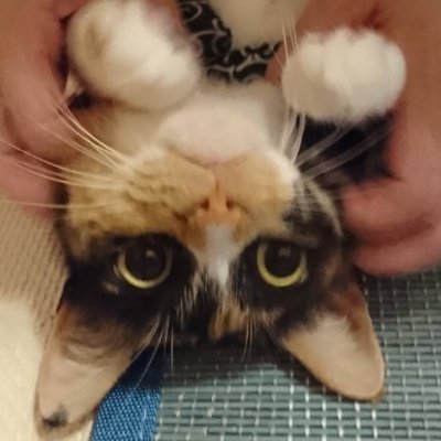 nabokofu's profile picture. 三毛猫＆ヨーキー大好き
🐈️ﾏﾏちゃん、推定8歳、元野良、子猫4匹をつれてやってきた母猫
2018/9/12～家族に仲間入り☺️
無言ﾌｫﾛｰ失礼します💦
*犬(特にﾖｰｷｰ)*猫*シマリス*紅茶*🐃⚾️*甘いもの*シルバニア🐱🎀