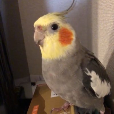 colys3's profile picture. お🐿️のアホルダー😊 プライベートはお酒と旅が好きなBBAです😄