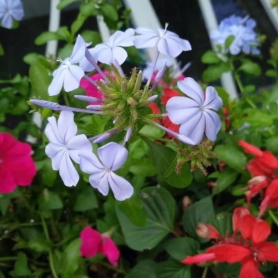 knighthowardit's profile picture. 世界上只有一种英雄主义，那就是在认清生活的真相后依然热爱生活