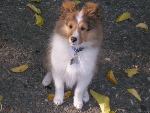I'm too much cute for one dog, so I'm sharing it when and where I can!