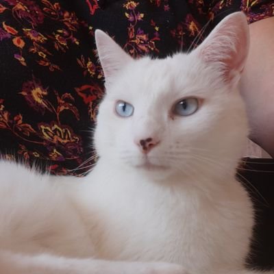 Chronicling all things cat! Deaf white cat Jeff and his sister Russian Blue Kitty. Will do literally anything for Dreamies or tummy tickles 😍