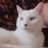 JeffTheDeafCat's profile image