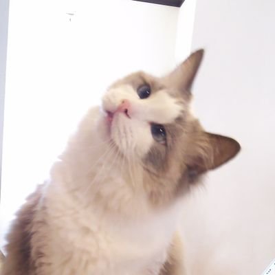 よーこ@(元)猫カフェラグドールさんのプロフィール画像