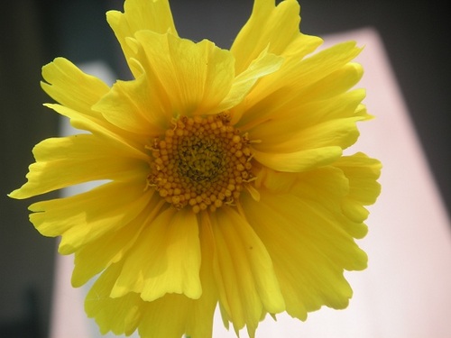 newholisticlife's profile picture. Rose runs a website & blog on holistic living, exposing the Truth about the important connections within our world that teach us how to live a healthier life.