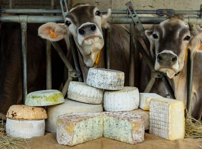 Azienda Agricola all'interno del Parco Beigua ci occupiamo di allevamento di vacche da latte della razza Brown Swiss. Vendita diretta formaggio a latte crudo