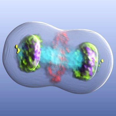 We systematically elucidate the mechanisms underlying cell division and nuclear organisation and develop advanced imaging technologies @EMBL.