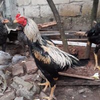 Fsl ard (@boges19202893) 's Twitter Profile