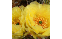 Kathy Hanlon - @4perusal - Twitter