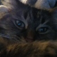 Ruby Bell - @rubybellkitty Twitter Profile Photo