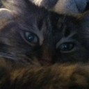 Ruby Bell - @rubybellkitty - Twitter