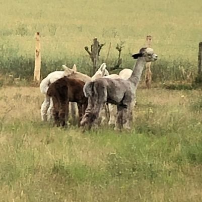 We are the Savages....Jon, Jemeela, Harry & Freddie. Join us on our adventure with alpacas. Learn about alpacas, farm life and our exciting plans! 🦙