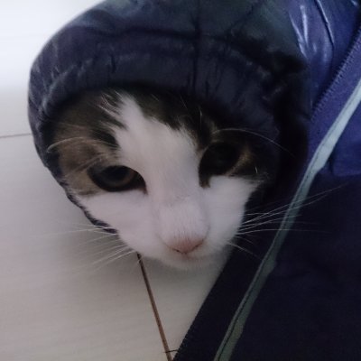 速羅帝守さんのプロフィール画像