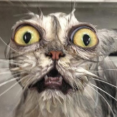 RaziRuzzy's profile picture. 